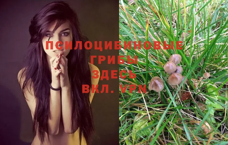 Галлюциногенные грибы Magic Shrooms Павловский Посад